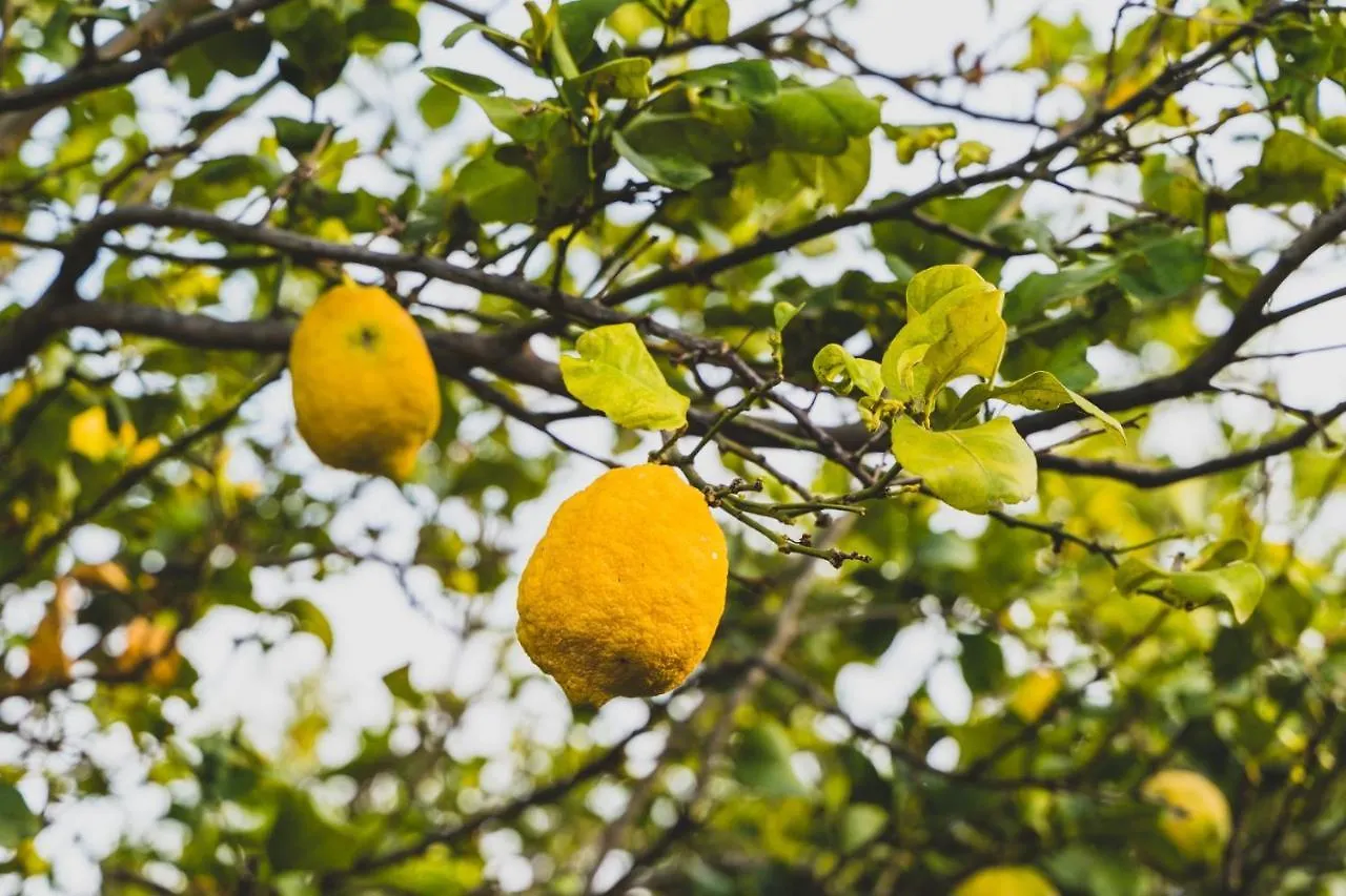 Oda ve Kahvaltı Il Limoneto Rooms Terme Vigliatore İtalya